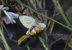 Green-veined White (Pieris napi)