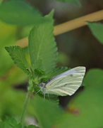 Rapssommerfugl (Pieris napi)