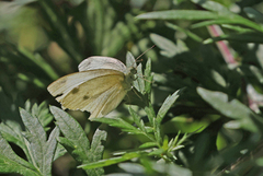 Liten kålsommerfugl (Pieris rapae)