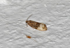 Marbled Orchard Tortrix (Hedya nubiferana)