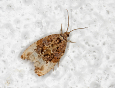 Marbled Orchard Tortrix (Hedya nubiferana)
