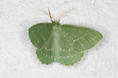 Kjempebladmåler (Geometra papilionaria)