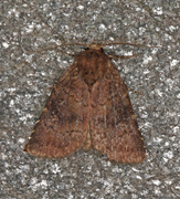 Skyggefly (Rusina ferruginea)