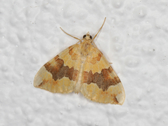 Svovelmåler (Cidaria fulvata)