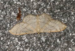 Vinkelengmåler (Idaea aversata)