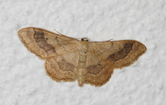 Vinkelengmåler (Idaea aversata)