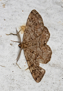 Satin Beauty (Deileptenia ribeata)