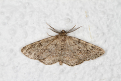 Satin Beauty (Deileptenia ribeata)