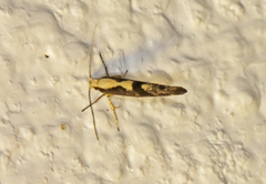 Apple Fruit Moth (Argyresthia conjugella)