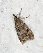 Skogmosemott (Eudonia lacustrata)