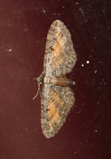 Rustdvergmåler (Eupithecia icterata)