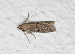 Humlebolsmalmott (Vitula serratilineella)