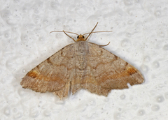 Tawny-barred Angle (Macaria liturata)