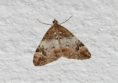 Common Marbled Carpet (Dysstroma truncata)