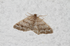 Dusky Peacock (Macaria signaria)