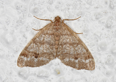 Dusky Peacock (Macaria signaria)