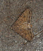 Kløverheifly (Anarta trifolii)