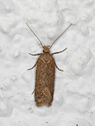 Bryotropha terrella