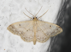 Randengmåler (Idaea biselata)