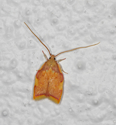 Long-horned Flat-body (Carcina quercana)
