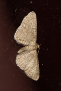 Marimjelledvergmåler (Eupithecia plumbeolata)