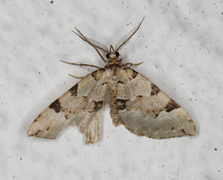 Svartflekket olivenmåler (Colostygia pectinataria)