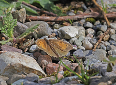 Meadow Brown (Maniola jurtina)