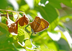 Brown Hairstreak (Thecla betulae)