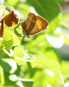 Brown Hairstreak (Thecla betulae)