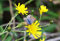 Common Blue (Polyommatus icarus)