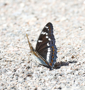 Poplar Admiral (Limenitis populi)