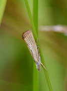 Pearl Veneer (Agriphila straminella)