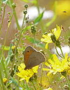 Meadow Brown (Maniola jurtina)