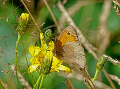 Meadow Brown (Maniola jurtina)