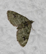 The V-Pug (Chloroclystis v-ata)