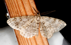 Satin Beauty (Deileptenia ribeata)