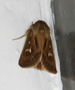 Antler Moth (Cerapteryx graminis)