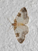 Blue-bordered Carpet (Plemyria rubiginata)