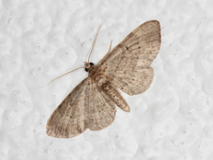Bilberry Pug (Pasiphila debiliata)