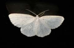 Common Wave (Cabera exanthemata)