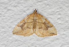 Blåbærmåler (Eulithis populata)