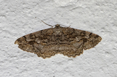 Mottled Beauty (Alcis repandata)
