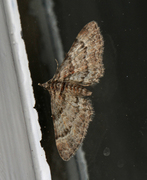 Double-striped Pug (Gymnoscelis rufifasciata)