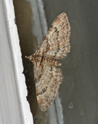 Double-striped Pug (Gymnoscelis rufifasciata)