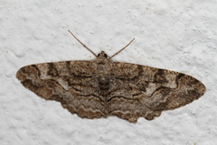 Mottled Beauty (Alcis repandata)