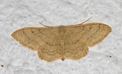 Bueengmåler (Idaea straminata)