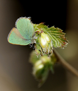 Grønnstjertvinge (Callophrys rubi)