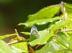 Holly Blue (Celastrina argiolus)