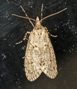 March Tubic (Diurnea fagella)