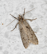 March Tubic (Diurnea fagella)